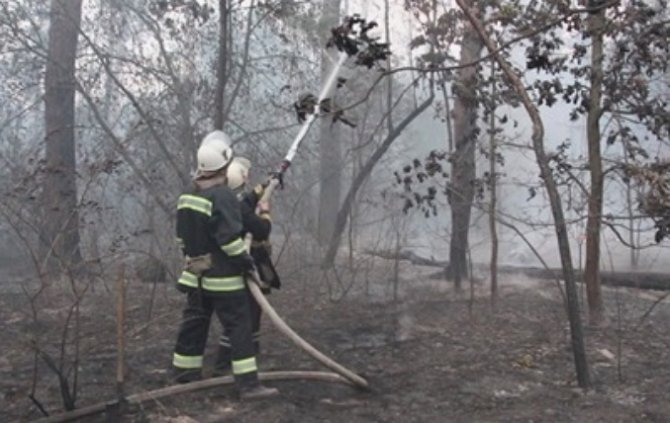 В Киеве ликвидировали пожар в Дарницком лесопарке