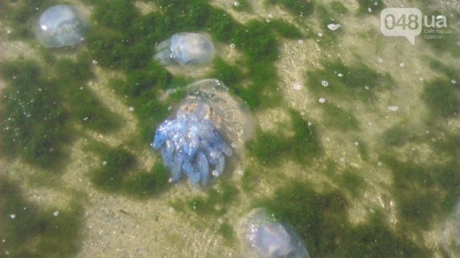 Одесские пляжи заполонили голубые медузы