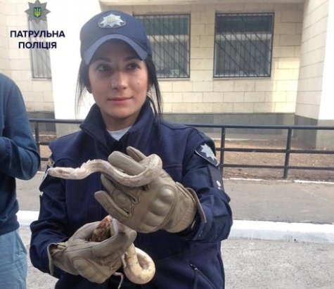 В Киеве полицейские поймали в квартире змею