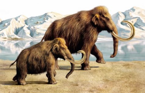В Арктике обнаружили годные для клонирования останки мамонта