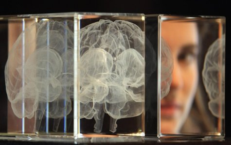 Ученые обнаружили в мозгу человека "ген интеллекта"