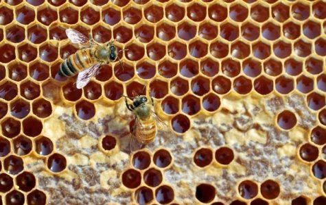 Европейцы обнаружили в украинском мёде запрещенные вещества
