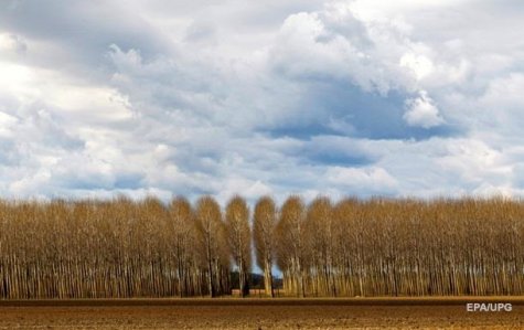 Ученые обвинили деревья в глобальном потеплении