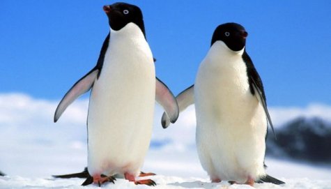 В Антарктиде от голода умерли 150 тысяч пингвинов