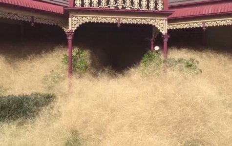 В Австралии растения спровоцировали "волосатую панику"
