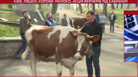 Фермеры привели на Грушевского стадо коров