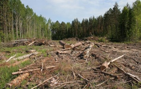 Ущерб от незаконной вырубки украинских лесов за год вырос более чем вдвое