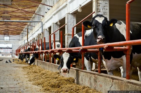 Винницкая область стала лидером в Украине по объемам производства мяса и молока