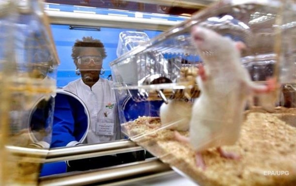 Ученые нашли связь между мобильными телефонами и раком у крыс