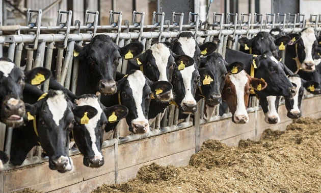 Антибиотики в животноводстве значительно влияют на глобальное потепление - ученые