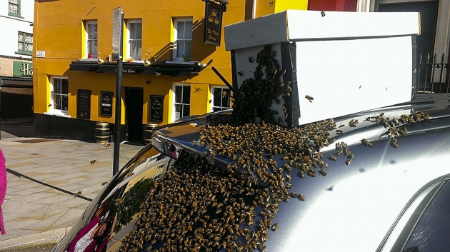 20 тысяч пчел 2 дня преследовали автомобиль пасечника