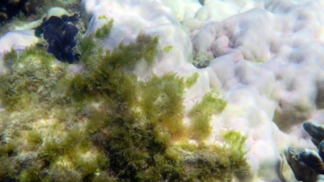 Большой Баръерный риф потерял треть кораллов в результате "отбеливания"