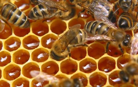 Примерно половина пчел вымерла за последний год в США