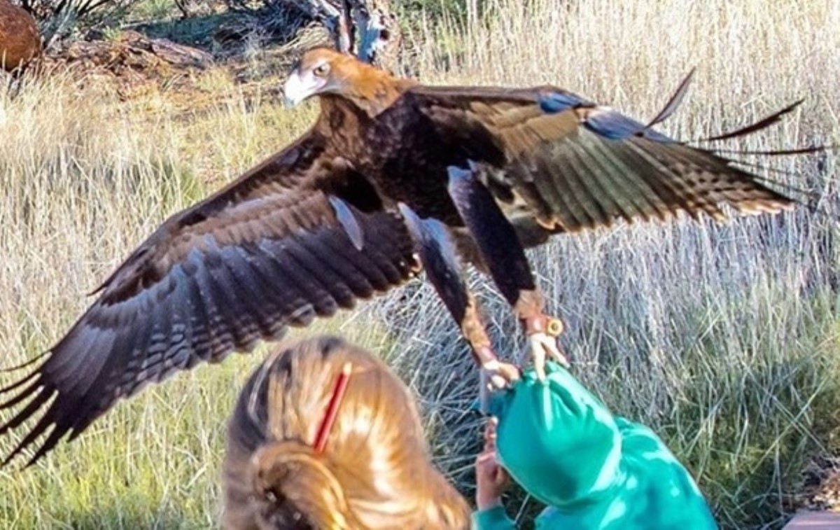 Орел попытался утащить мальчика в парке дикой природы
