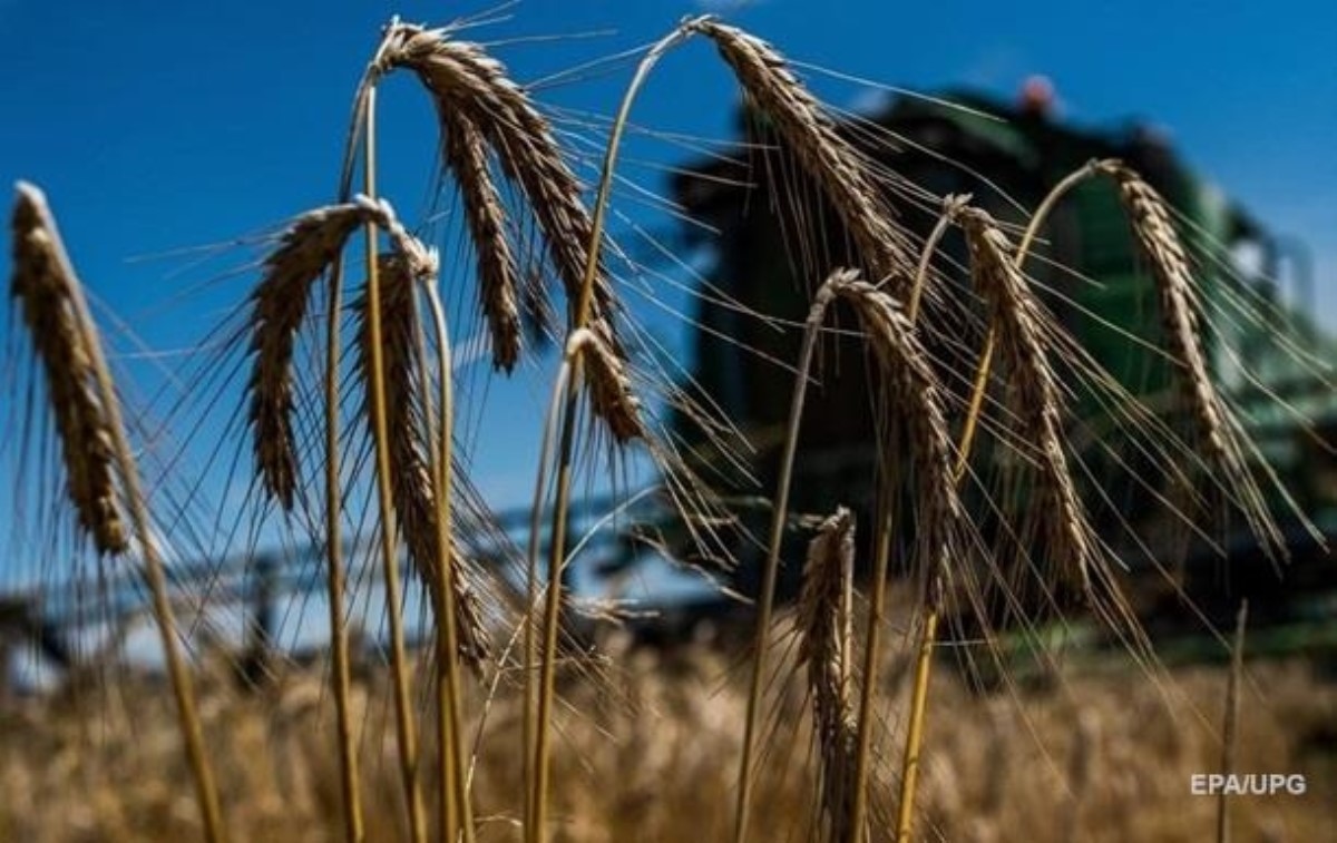 Российской пшенице придется конкурировать на рынке с украинской - Bloomberg
