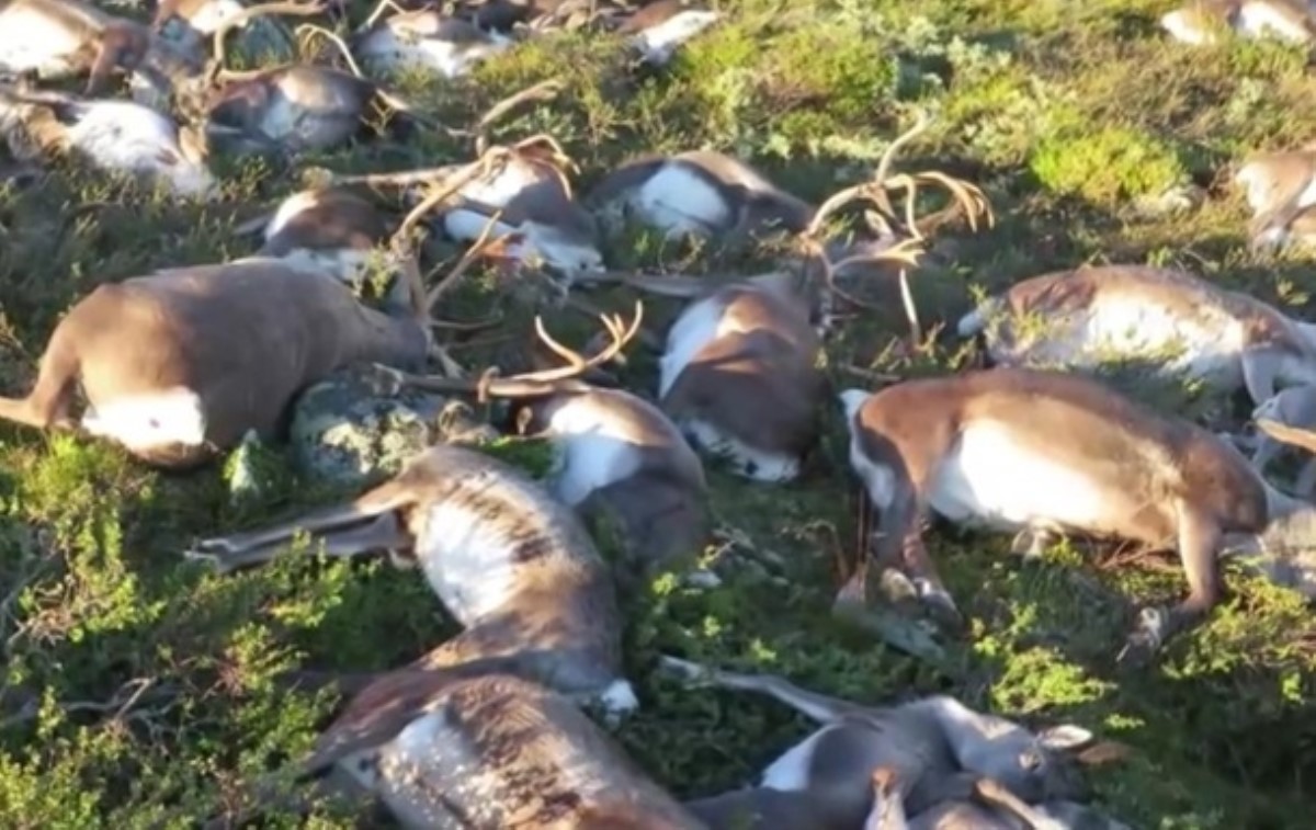 В Норвегии триста оленей погибли вследствие удара всего лишь одной молнии