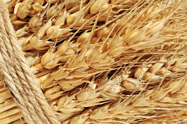 В Украине урожай пшеницы существенно превышает показатели предыдущего сезона