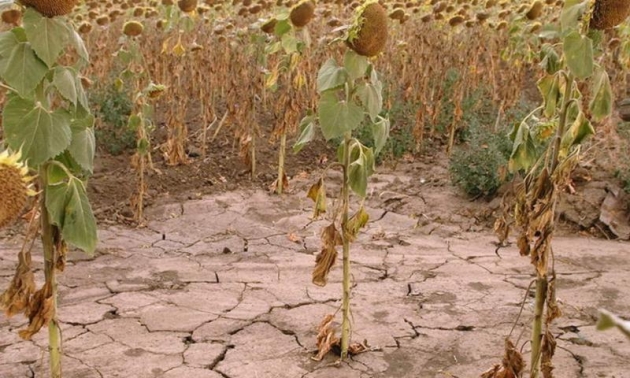 Урожай подсолнечника и кукурузы под угрозой из-за засухи - Укргидрометеоцентр