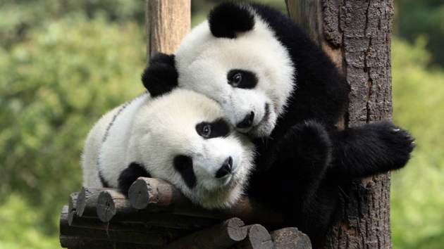 Панды переведены из разряда вымирающих в уязвимые
