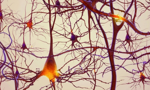 Ученые выяснили, как на работу мозга влияет стресс