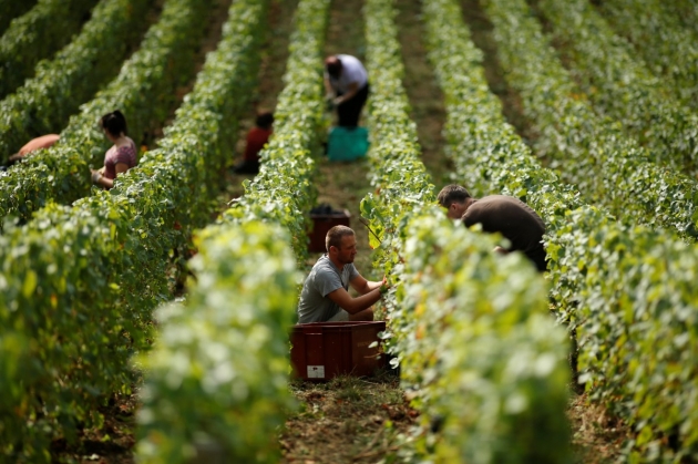 В Украине прогнозируют увеличение урожая винограда на 20-30%