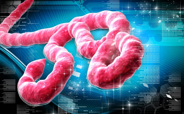 Вирус Эбола стал опаснее для человека