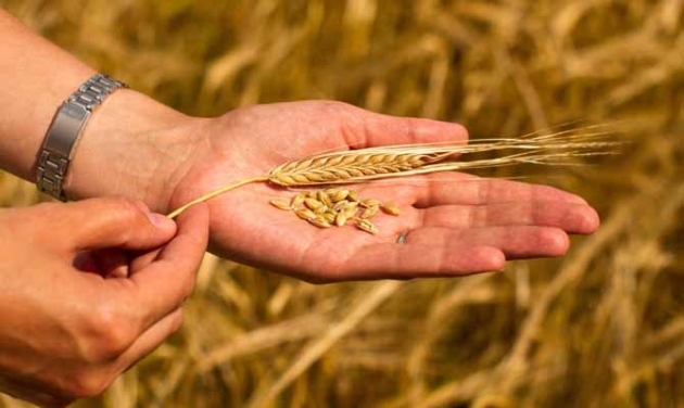 Украина установила рекорд по экспорту зерновых на внешние рынки