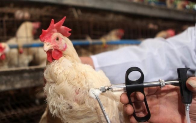 В Украине зафиксирована вспышка птичьего гриппа