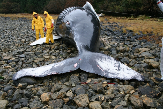 Ученые назвали возможную причину массовых самоубийств китов и дельфинов
