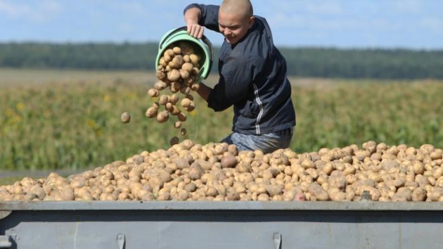 Выращивать картофель в Украине становится невыгодным
