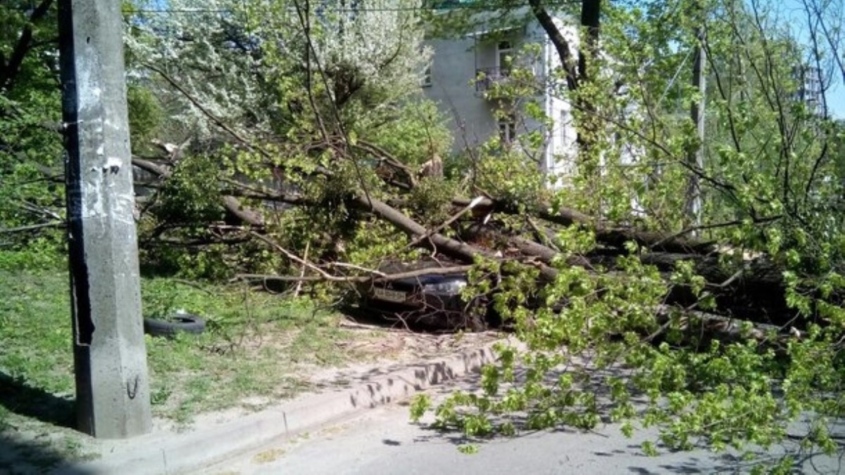 В Киеве ветер повалил деревья