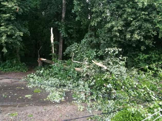 Жуткие последствия грозы во Львове: поваленные деревья и оборванные провода