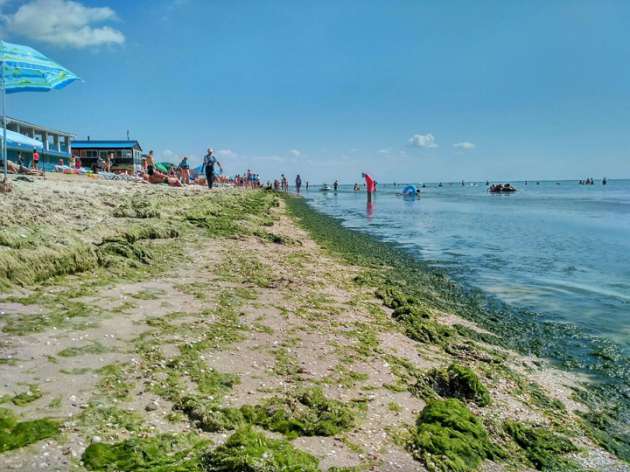Превратилось в болото: Азовское море затянул обширный слой водорослей