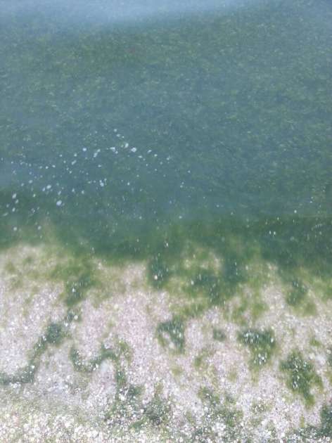 Превратилось в болото: Азовское море затянул обширный слой водорослей