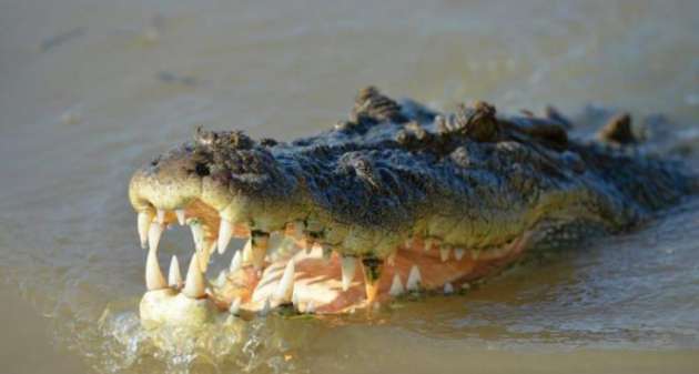 Росіянин прийшов на пляж з крокодилом
