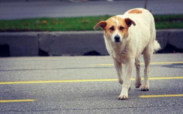Собака спровоцировала жуткую аварию в Киеве