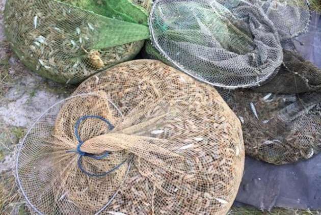 Два россиянина и украинец наловили морепродуктов на пять миллионов