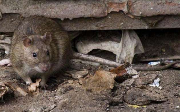 Гигантские крысы заполонили столичные дворы