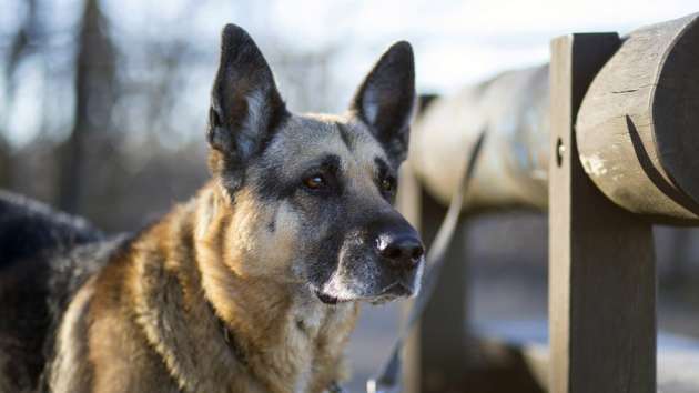 Харьковчанин пойдет под суд за то, что заказал убийство своей собаки