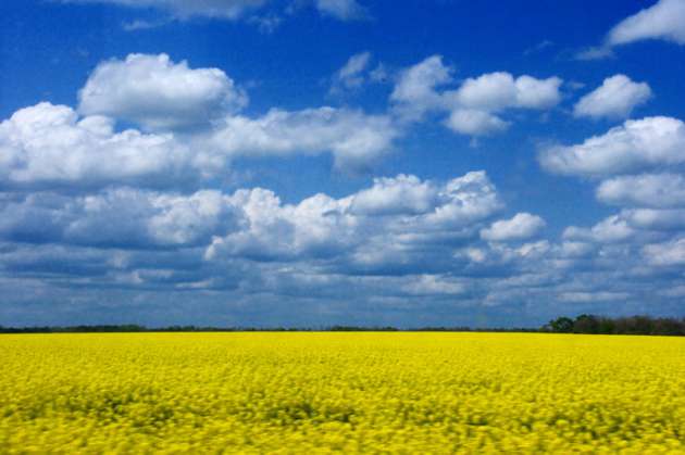 Все на продажу: Украина оказалась второй в мире по количеству земель в собственности иностранцев