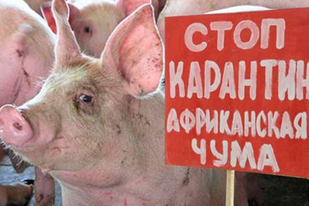 Африканская чума свиней добралась до Киева