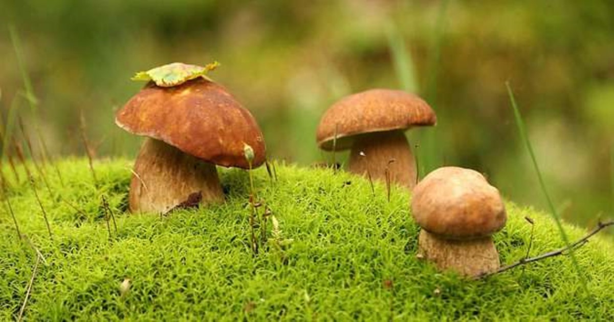 Как избежать отравления грибами: простые советы, которые спасут жизнь
