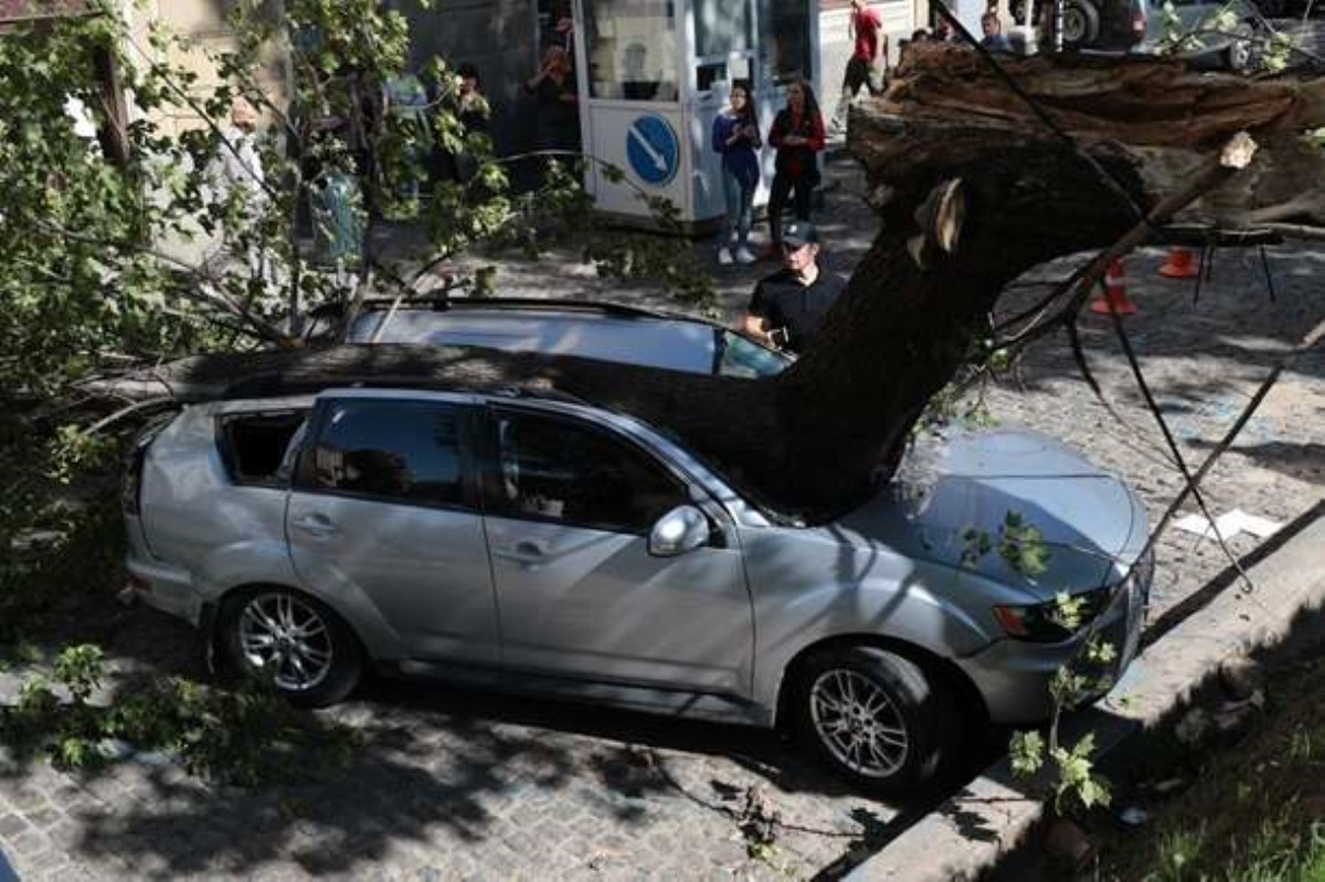 Во Львове упавшее дерево раздавило авто нардепа