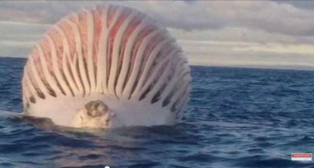 Странный огромный шар посреди океана напугал моряков