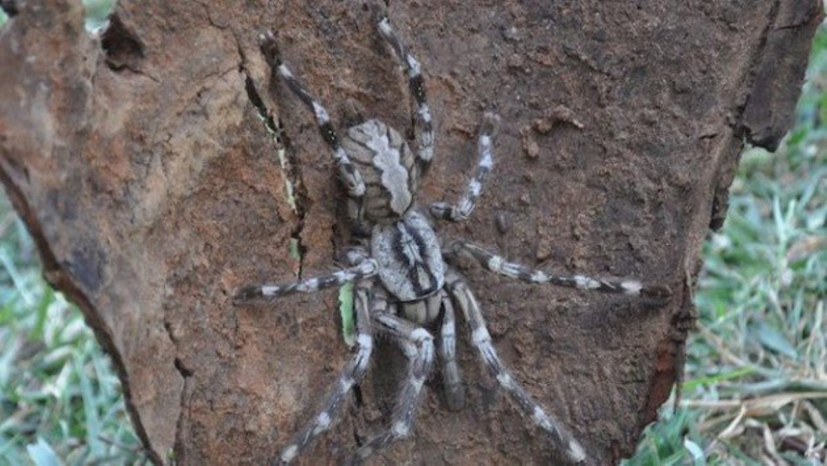 Ученые открыли новый вид пауков – “гигантский тарантул”
