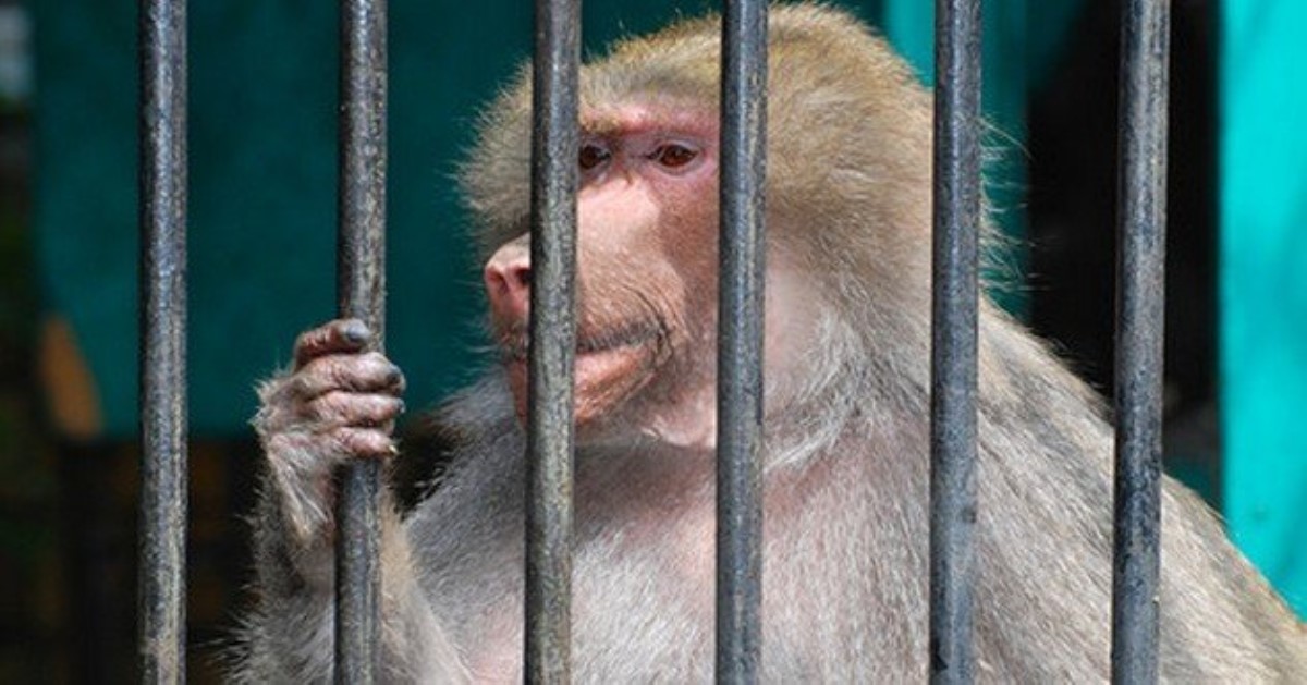 Харьковские обезьяны оторвали ухо и пальцы смотрителю зоопарка