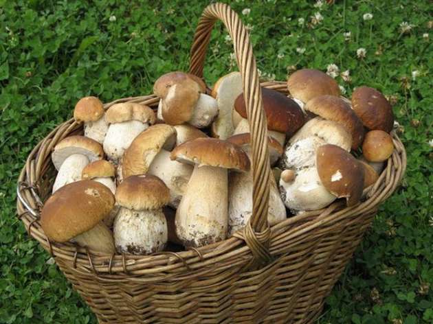 В Украине белые грибы уже стоят 220 грн