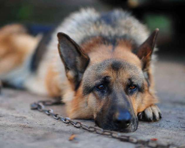 Жуткое убийство собаки молотком: извергу из Харькова вынесли приговор