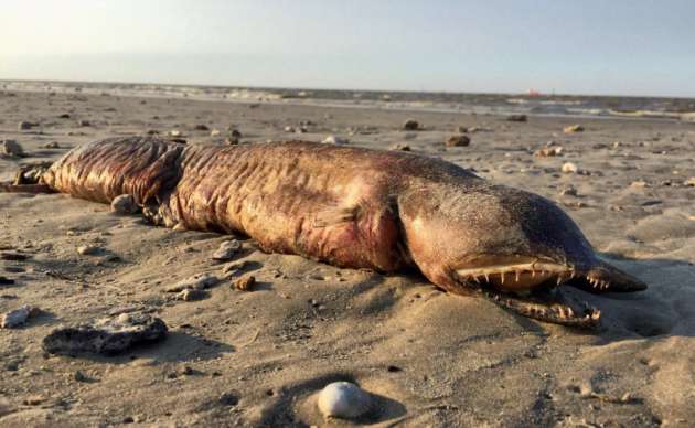 В США опознали загадочного морского монстра, выброшенного на берег ураганом "Харви"
