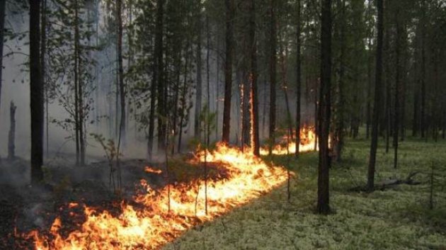 Под Харьковом 70 гектар леса горели больше суток